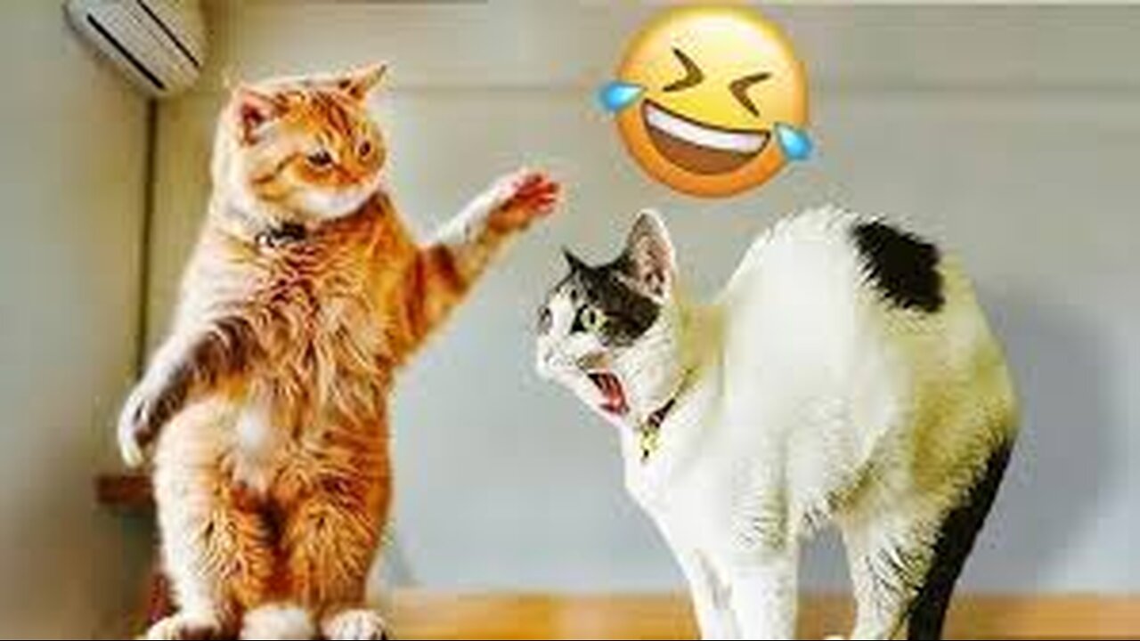 New Funny Animals 😂 Funniest Cats and Dogs Videos 😺🐶🤣🤣🤣