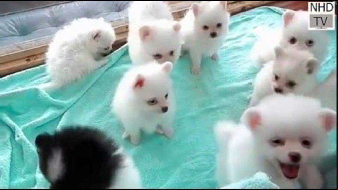 Cutes dogs | Cutest dog in the world | Cute dogs clips 2019