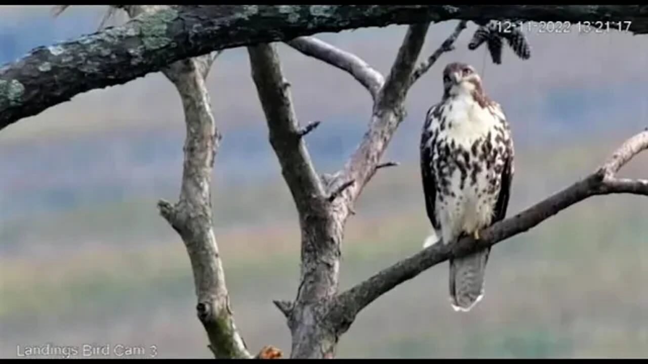 Red Tailed Hawk Close Up 🌲 12/11/22 13:18