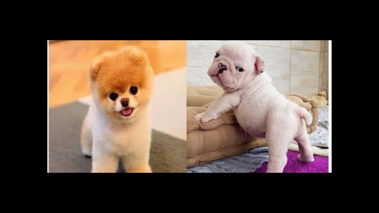 Funny dog videos 😅😅😅