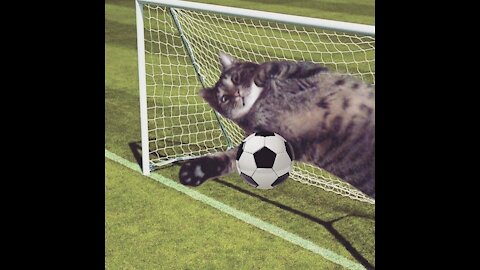 When your Cat is a pro Athlete