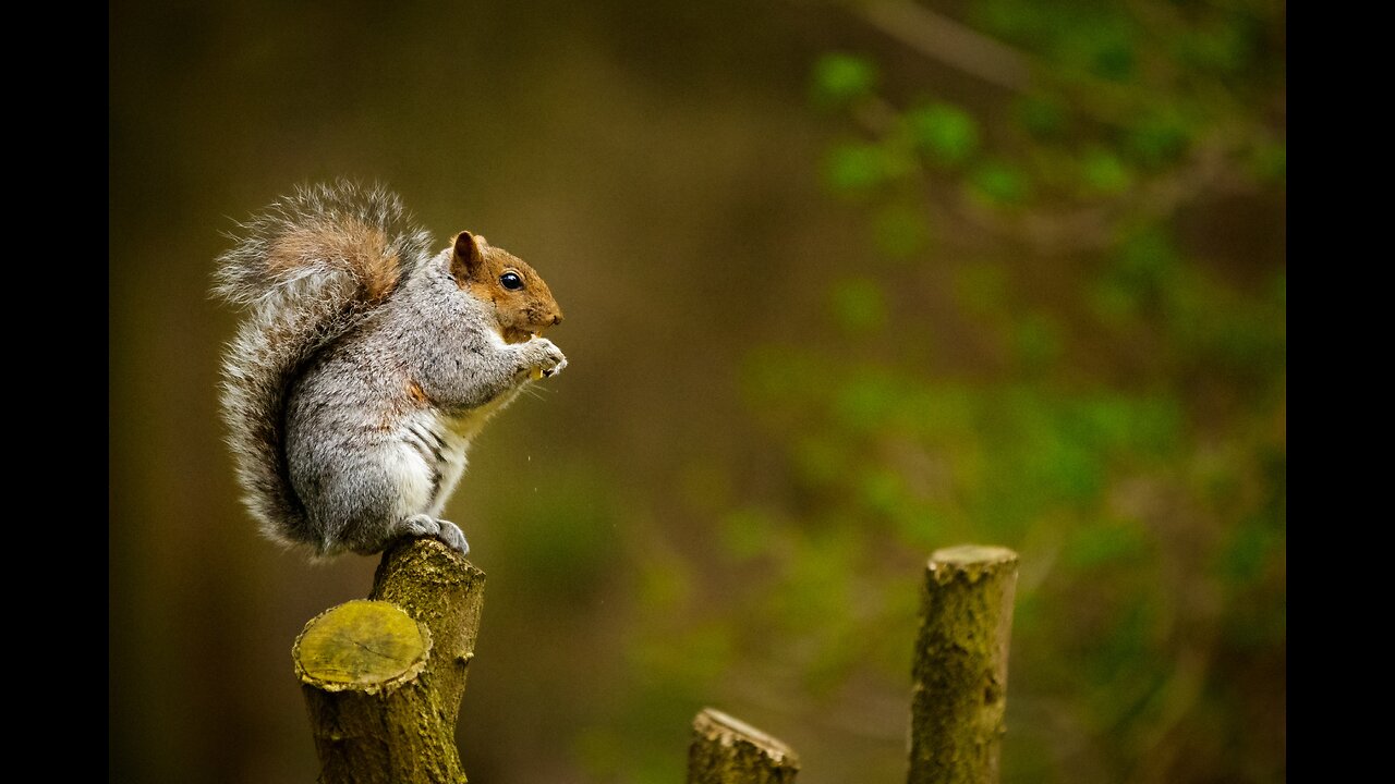 Cute Squirrel