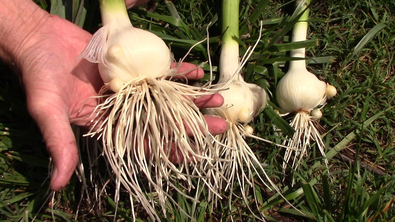 Elephant Garlic Harvest - The Few We Planted Did Well