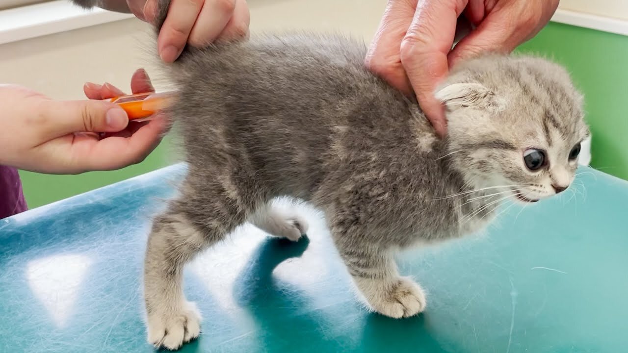 Kitten screaming at the first hospital