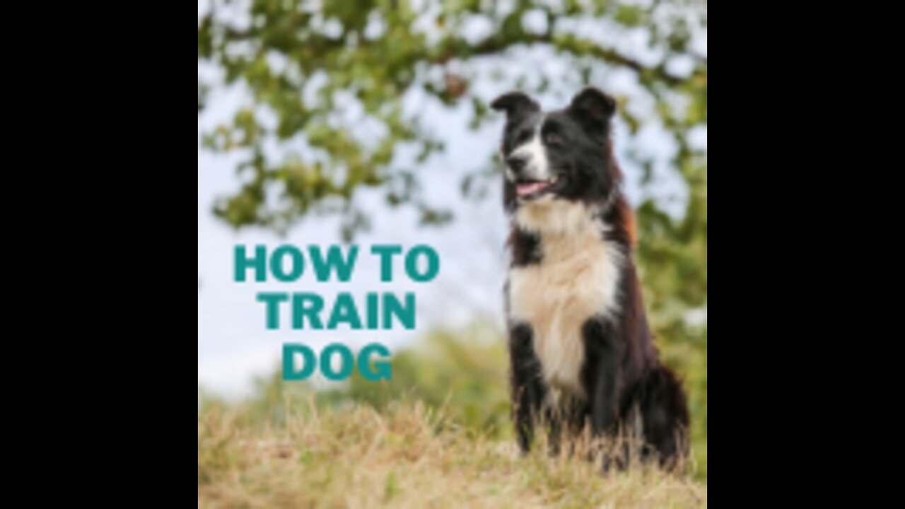 How To Train Dog Easy Steps