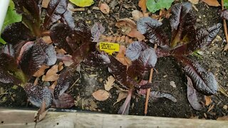 Inspecting The Lettuce Hoop House - How I Will Attempt Treat & Solve Issues Found - Powdery Mildew