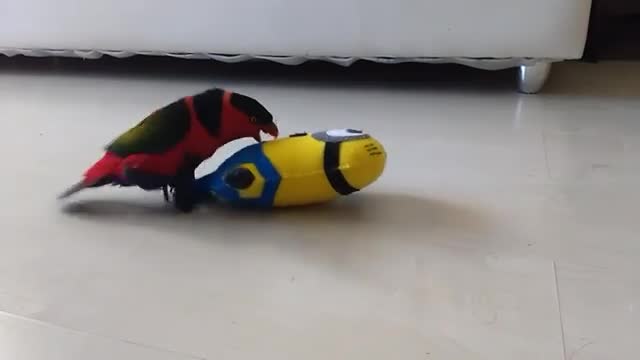 Lorikeet dances with Minion toy