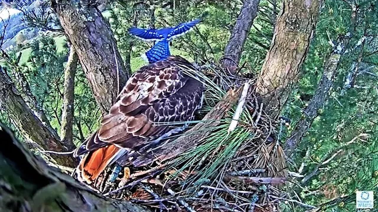 Angel, Tom, and The Blue Jay 🌲 03/18/23 09:30