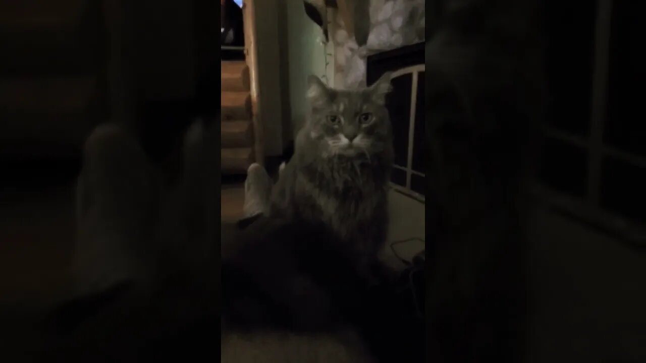 dog wants all the attention!