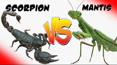 Scorpion vs mentis wonderfull battle what happened