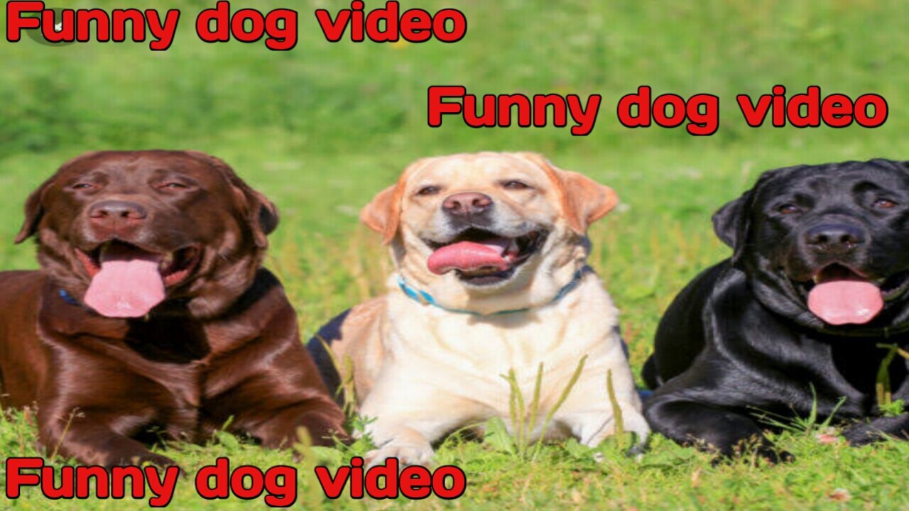 Funny dog video.Funniest puppy.Dog with craziness.Cute and lovely dog.