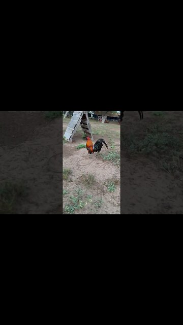 LWF Sweater line @ LivingWaterFarms247