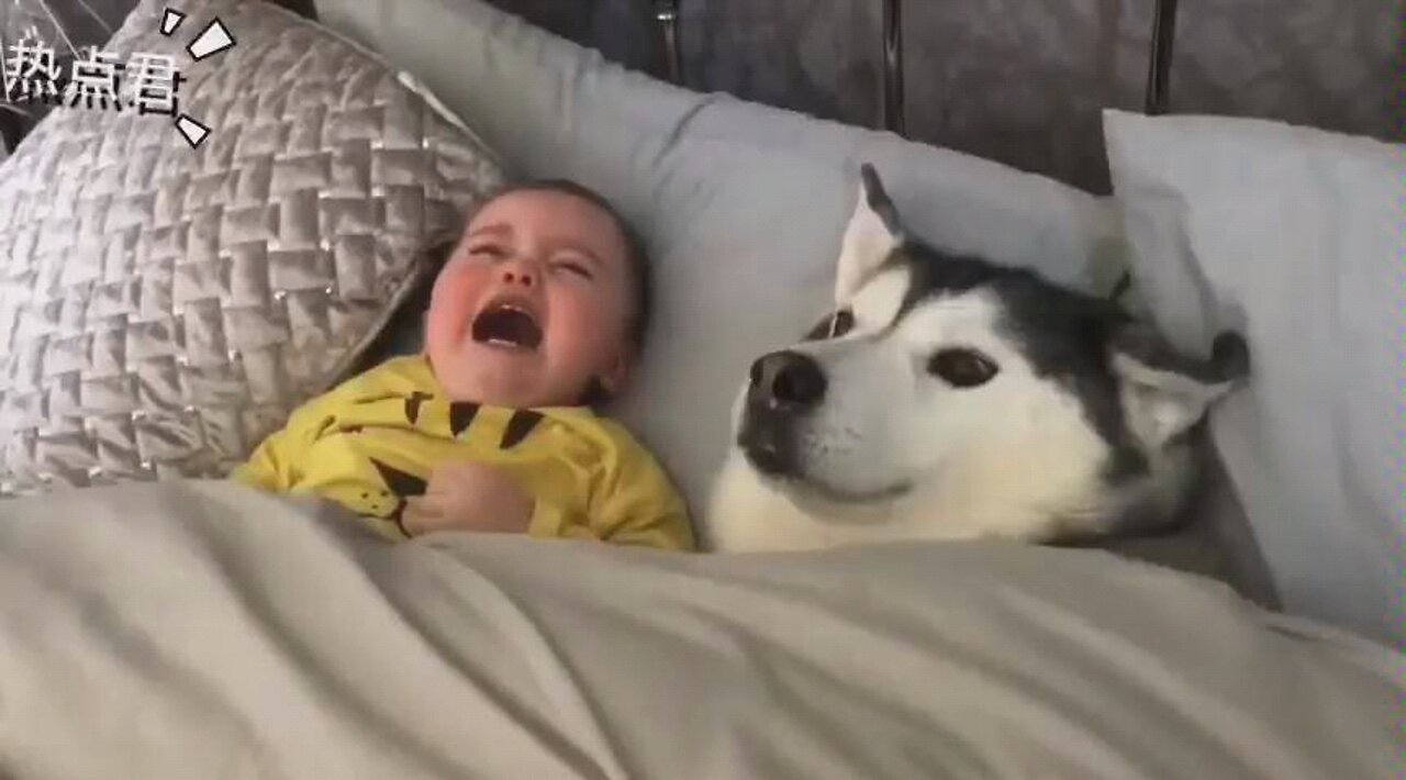 The baby kept crying, the husky tried his best to soothe the baby, so loving