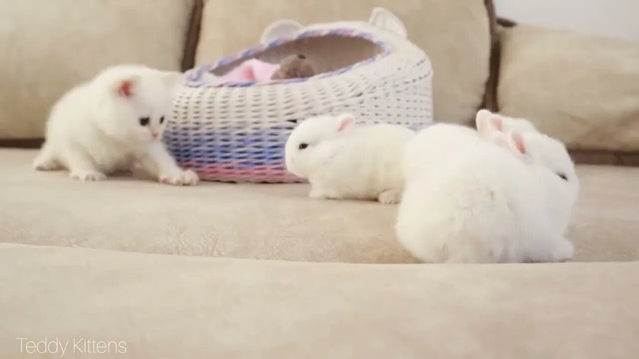 White kitten and white tiny bunnies