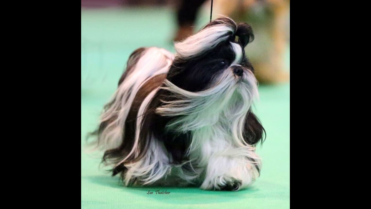 Loka Samsara on Crufts 2014