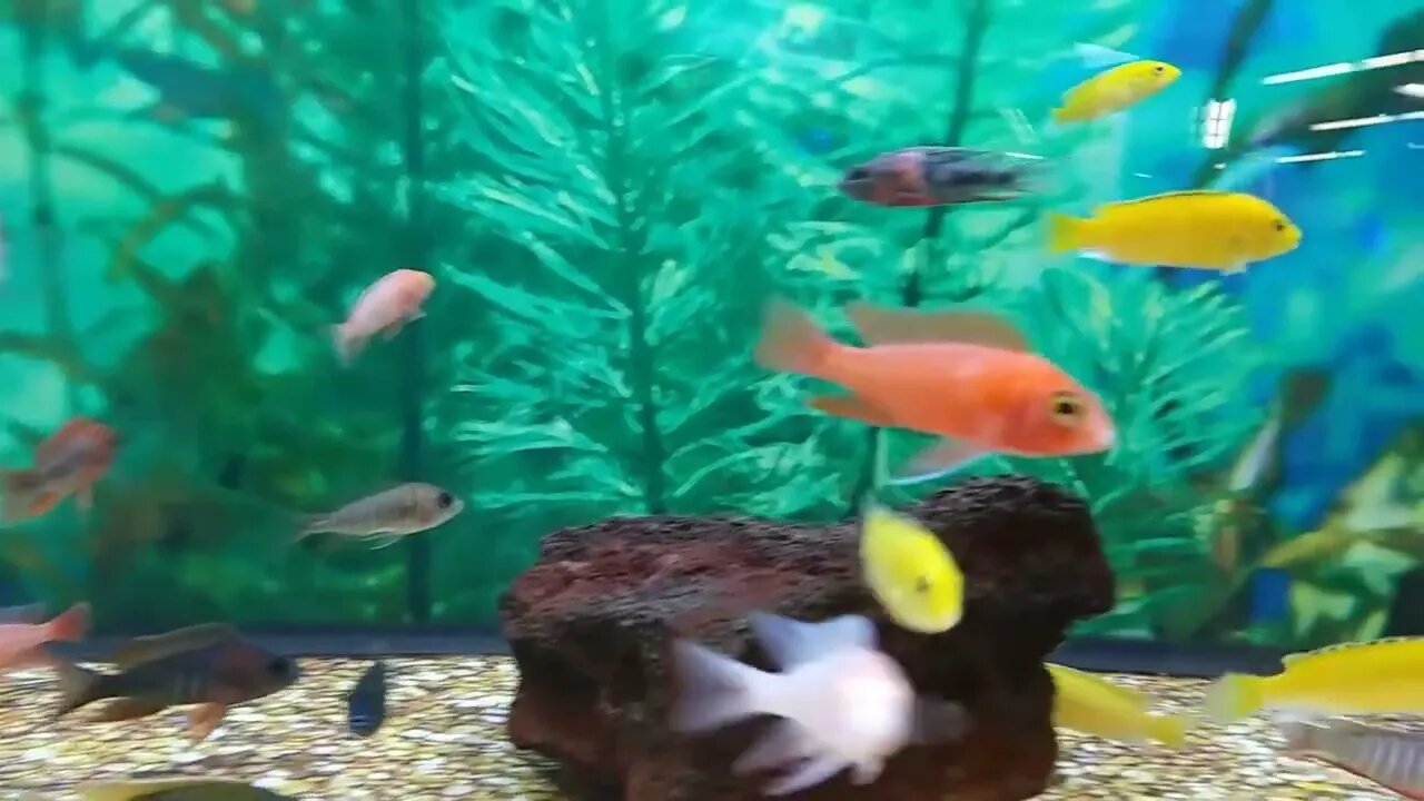 DOG BOWL Fish AQUARIUM! DIY