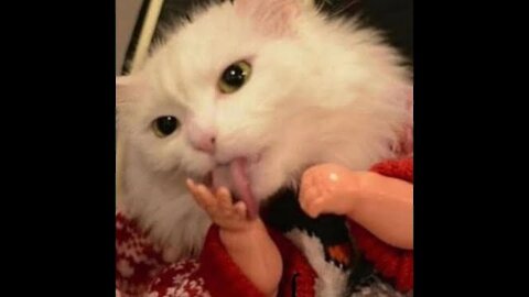 BEST CAT MEMES COMPILATION OF 2021 PART 15 (FUNNY CATS)