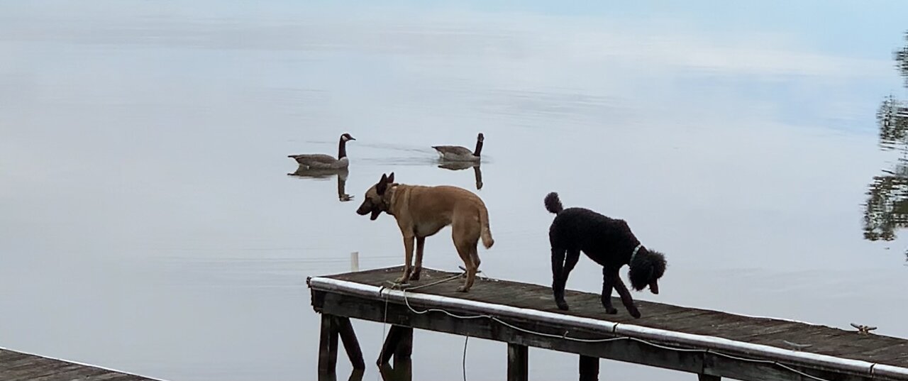 Canadian geese and dogs both claim pier.