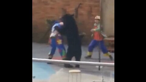 Black Bear Attacks Circus Performer In China