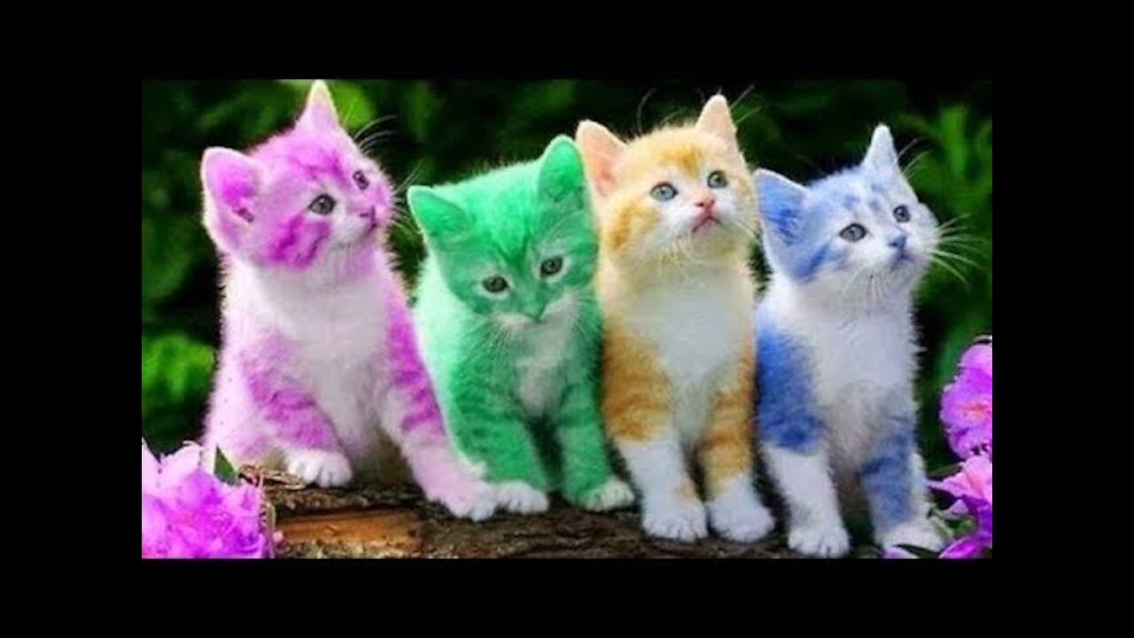 cute kittens doing funny things 2021! Must watch you'll die laughing