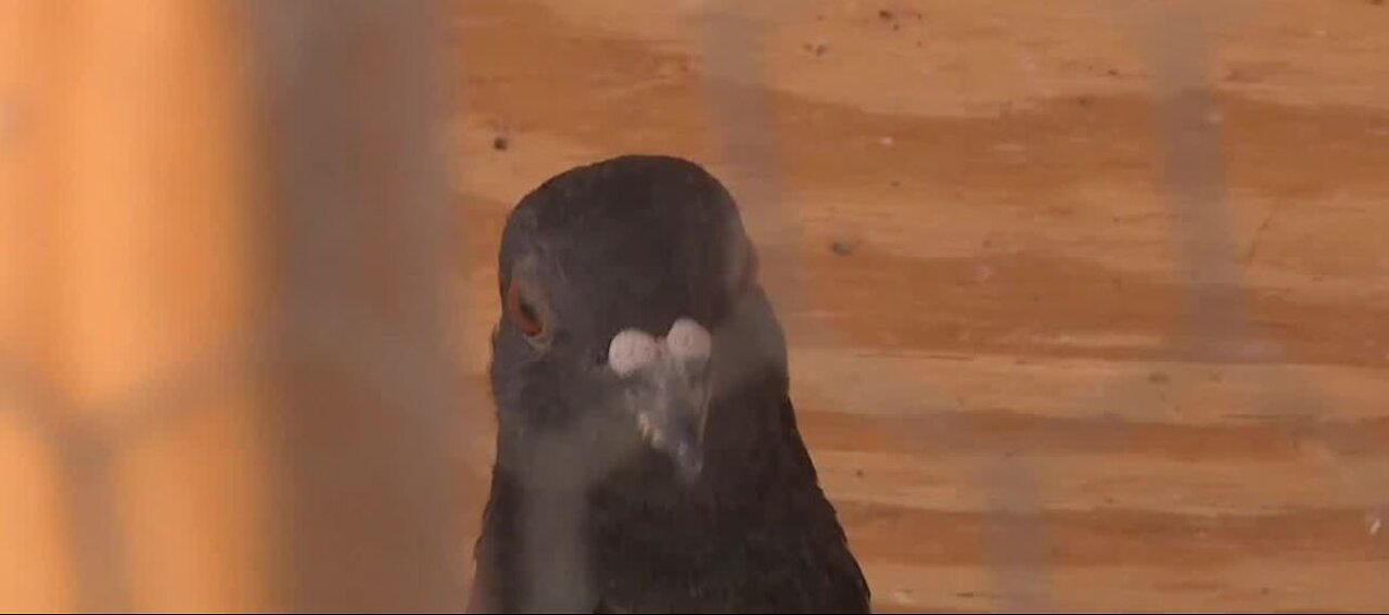 Solar panels act as perfect nesting spot for pigeons