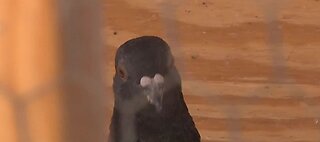 Solar panels act as perfect nesting spot for pigeons
