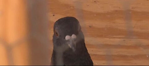 Solar panels act as perfect nesting spot for pigeons