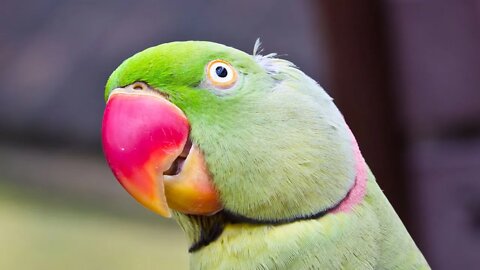 parrot Talking