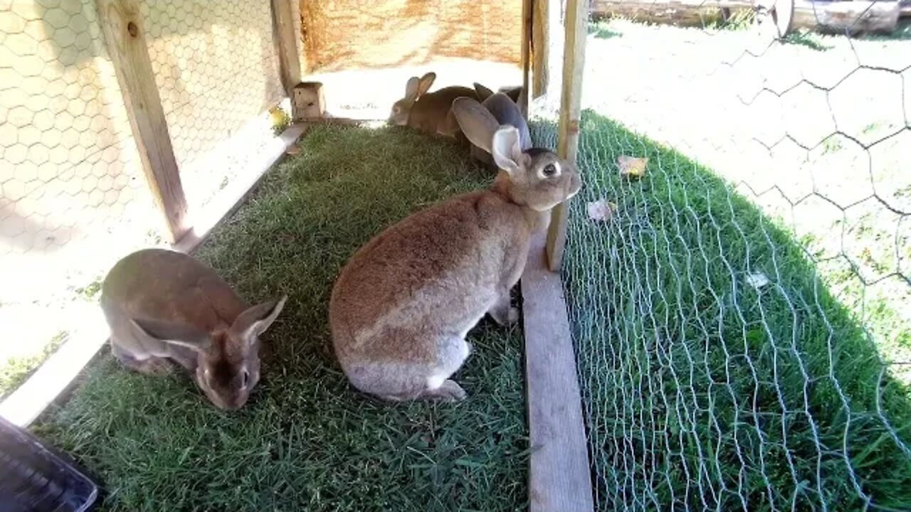 Lady gets... a little dominant with her rabbit child.... jeeze