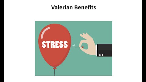 Valerian Benefits - Sleep & Mood