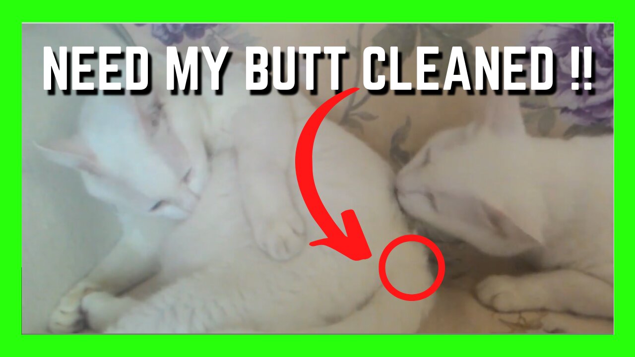 Loving Devotion Shown By 2 Sister White Cats | Cute Cats