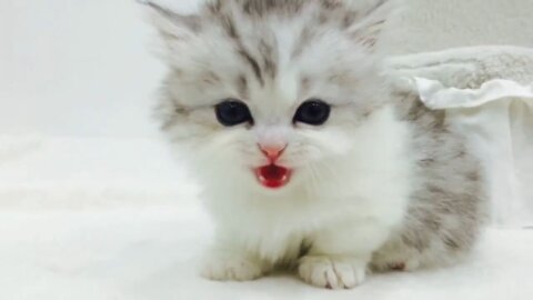 Munchkin Cat |Cute Baby Cat