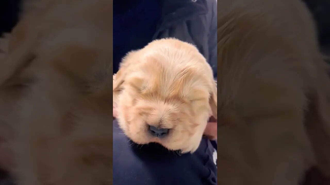 cute babies #buddy #doggo #love #animals
