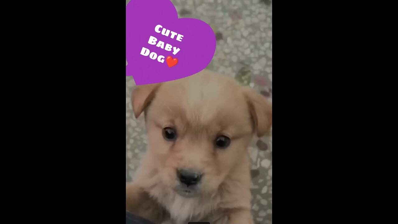 Cute Baby Dog❤️😘😘