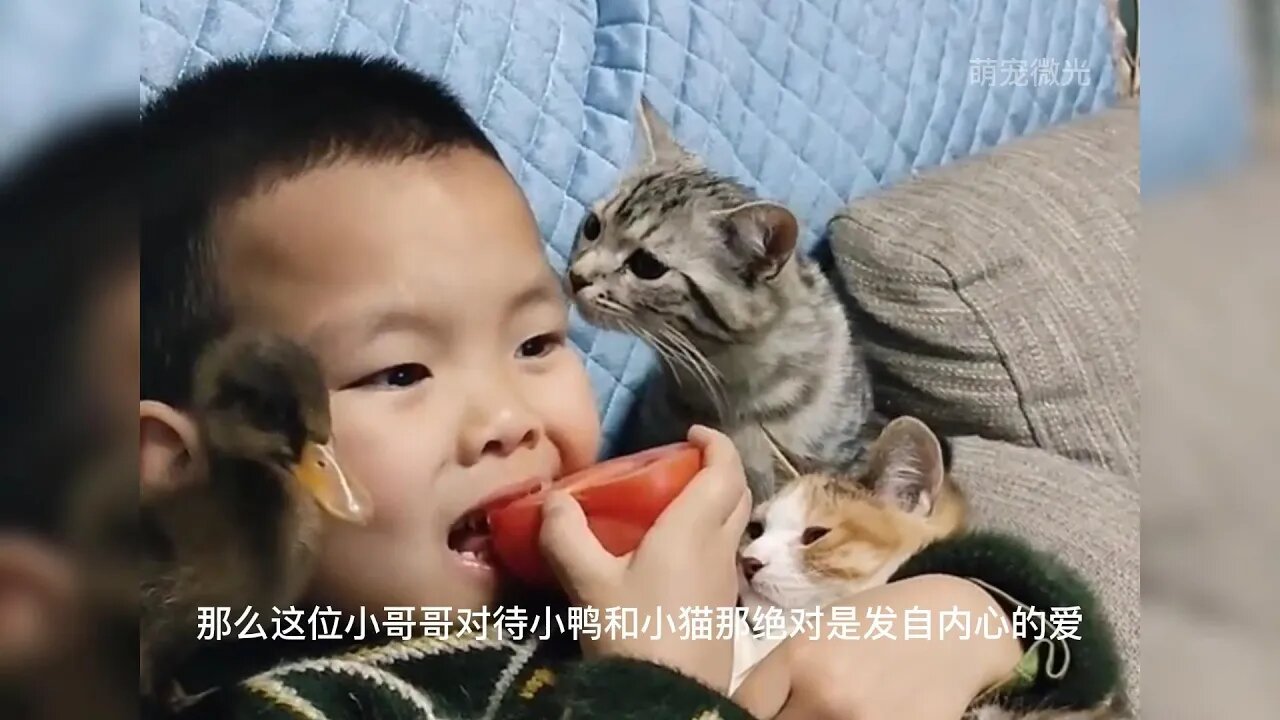 这只小鸭从主人的嘴里抢吃食物,可爱的模样直接把小主人给逗乐呵了