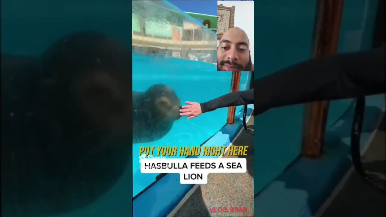 Hasbulla living his best life! 🤣👏 #shorts #hasbulla #funny #viral #ufc