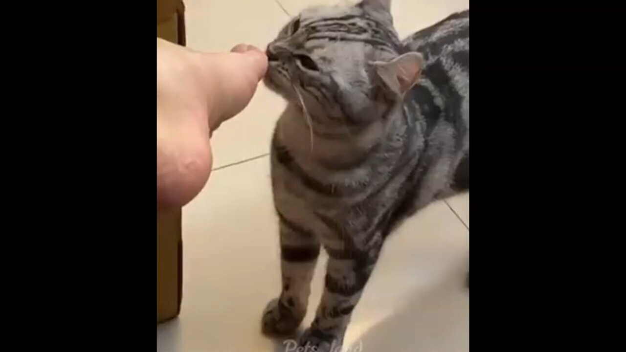 Eating ice cream for cat funny video