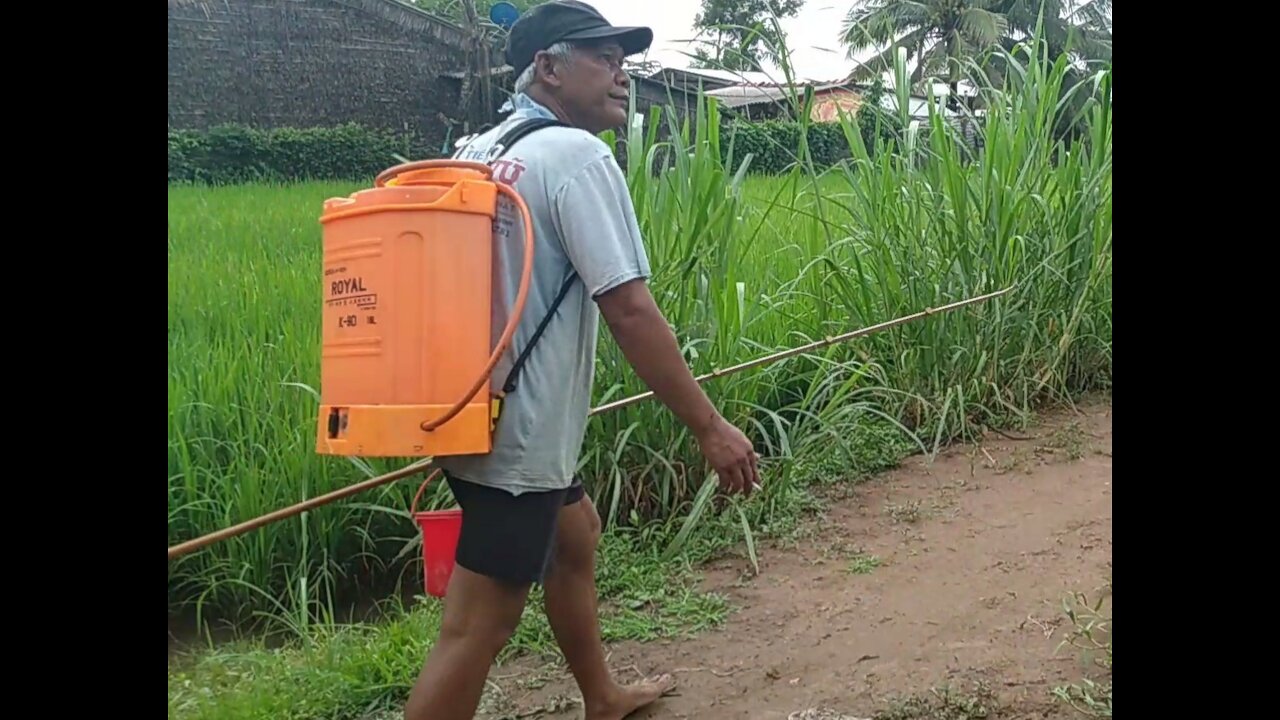 My father goes to the farm to use pesticides