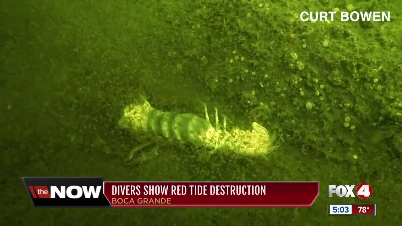 Diver shows the destruction caused by red tide