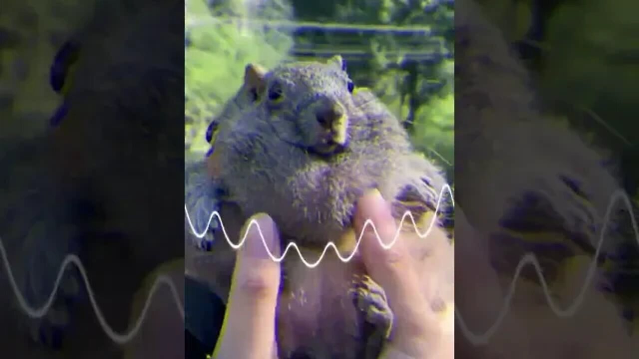 doom squirrel