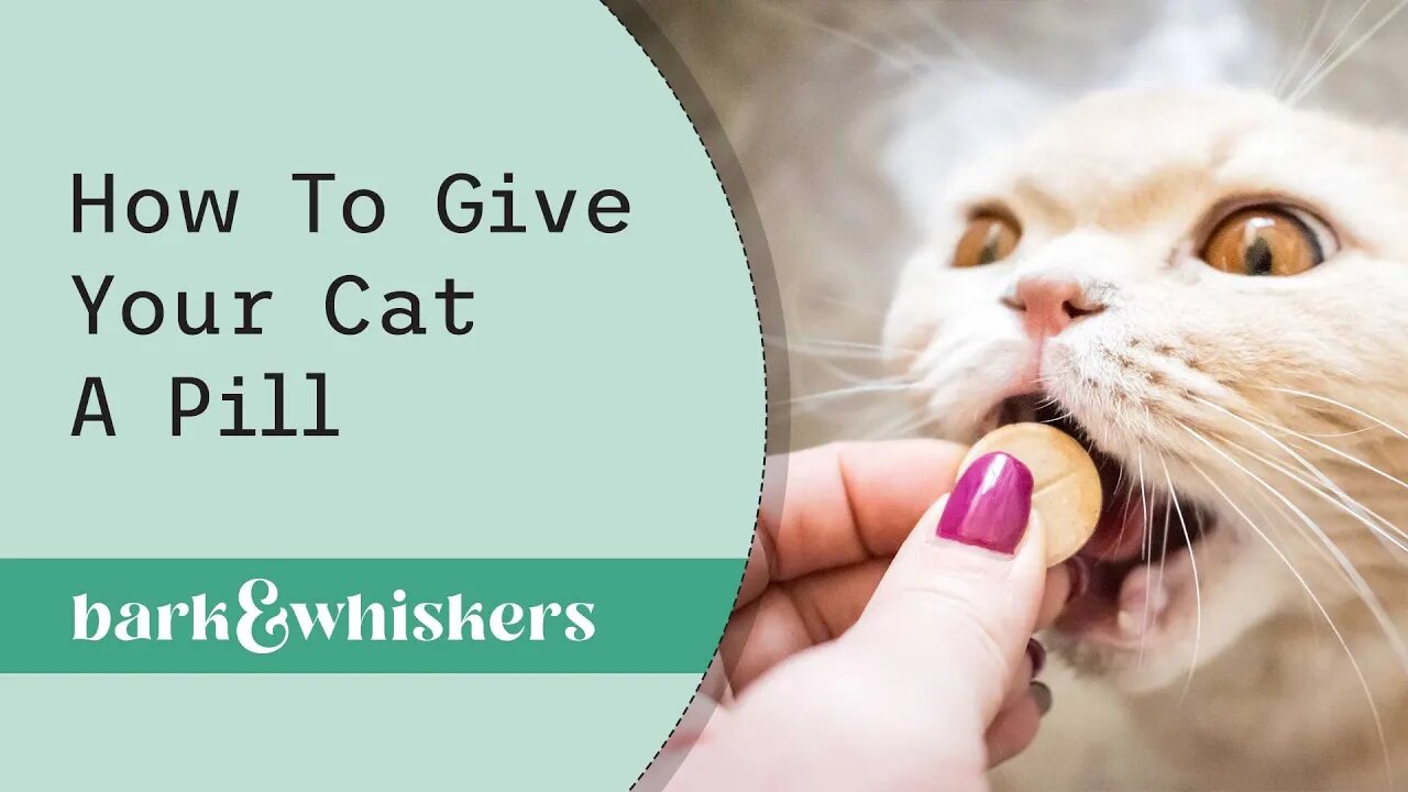 How to Give Your Cat a Pill