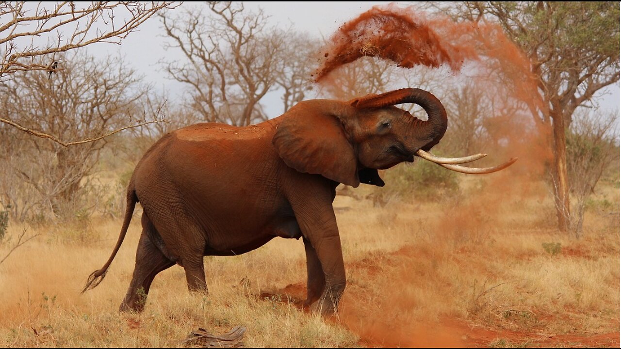 Unleashed Fury: The Terrifying Power of an Angry Elephant"