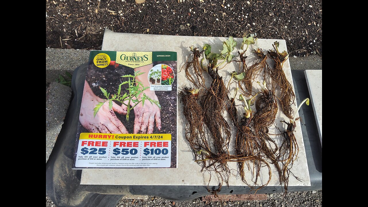 Planting Charlotte Variety Bare Root Strawberry Plants 3/15/24