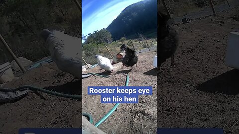 Farm surveillance. Frank the rooster keeps an eye on his hen around the other roosters.