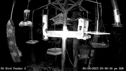 Flying squirrels on PA Bird Feeder 2 at night 4/14/2023