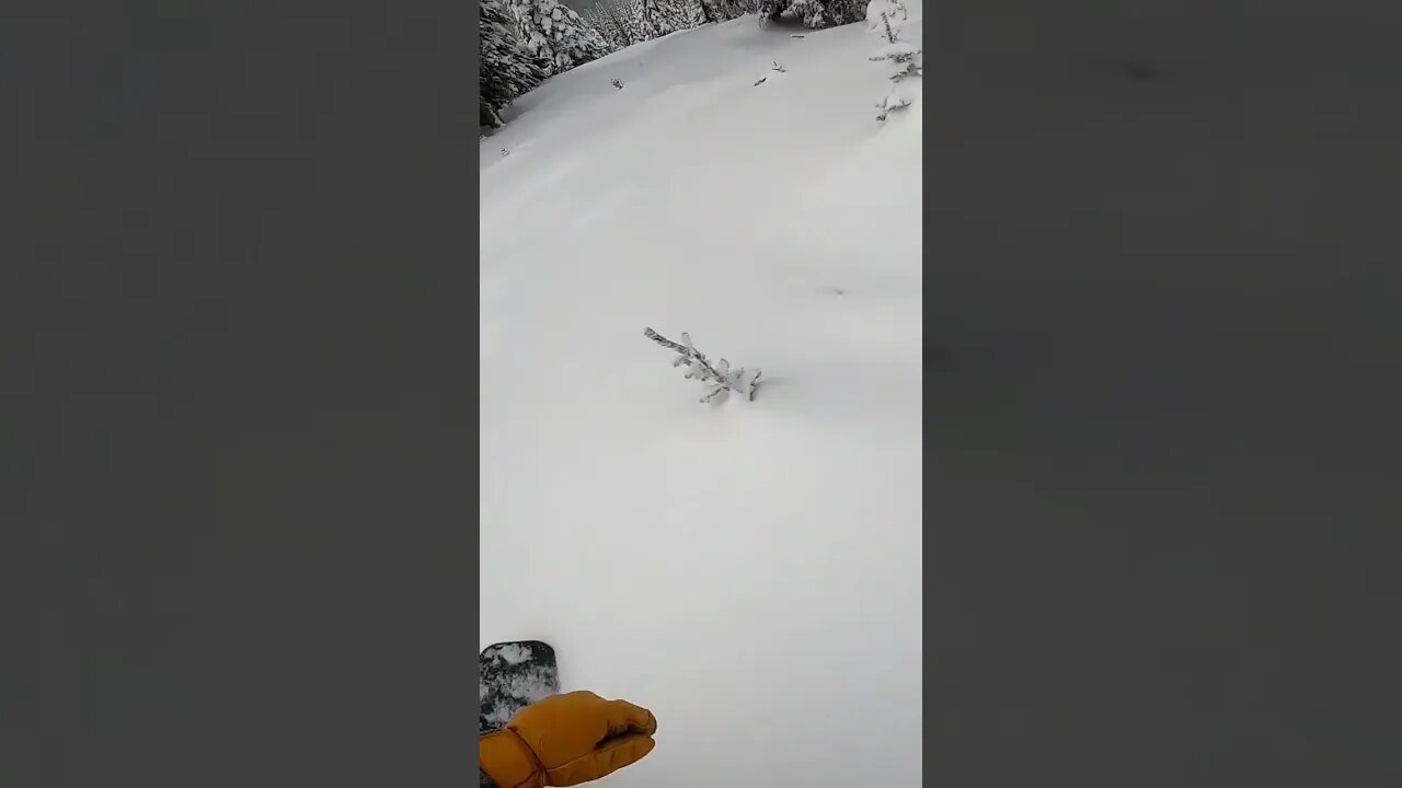 Fresh Pow #short #shorts #snowboarding #snowboard #powder #pow
