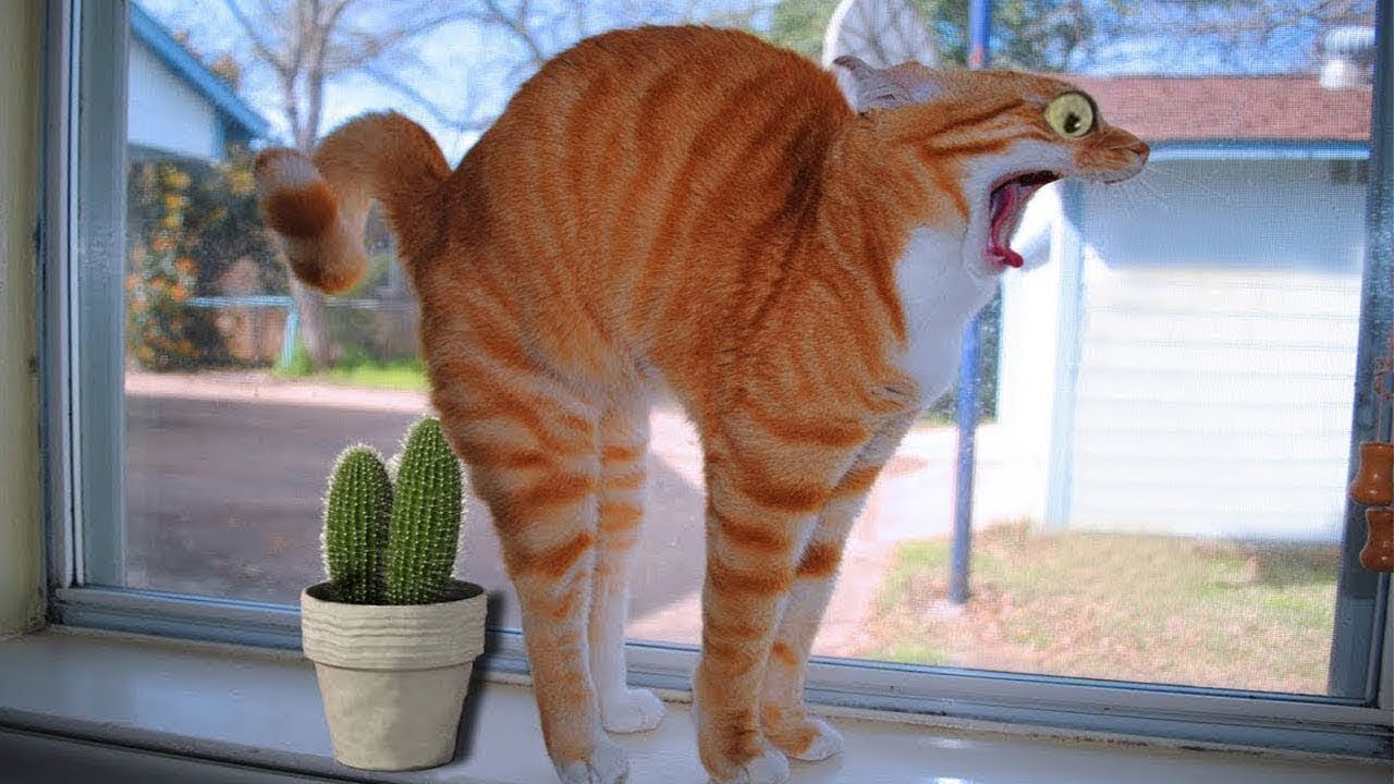 Funny and Cute Cat's Life Cats and Owners are the best friends Videos 💖 Pets Garden