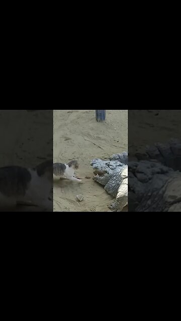 cat willing to risk it all #cat #shorts