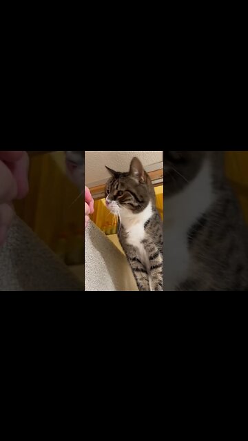 My Cat Loves Being Adorable #catvideo