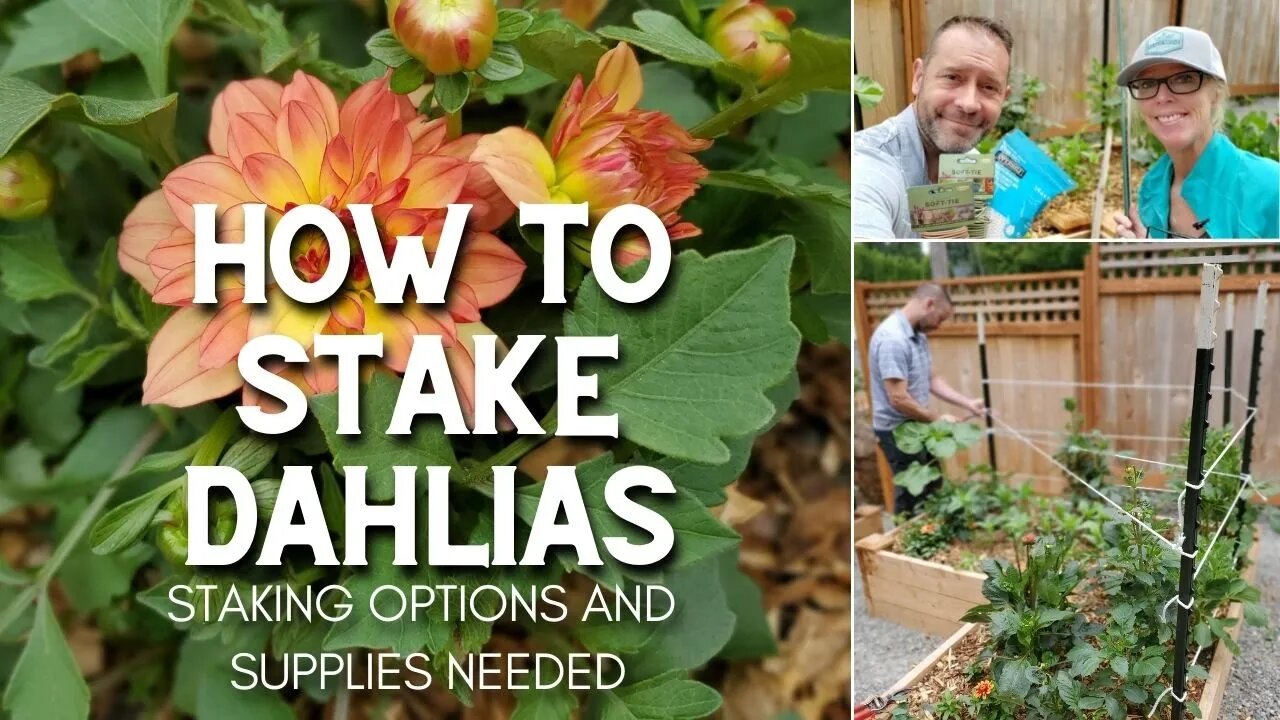 🌿 How to Stake Dahlias 🌿